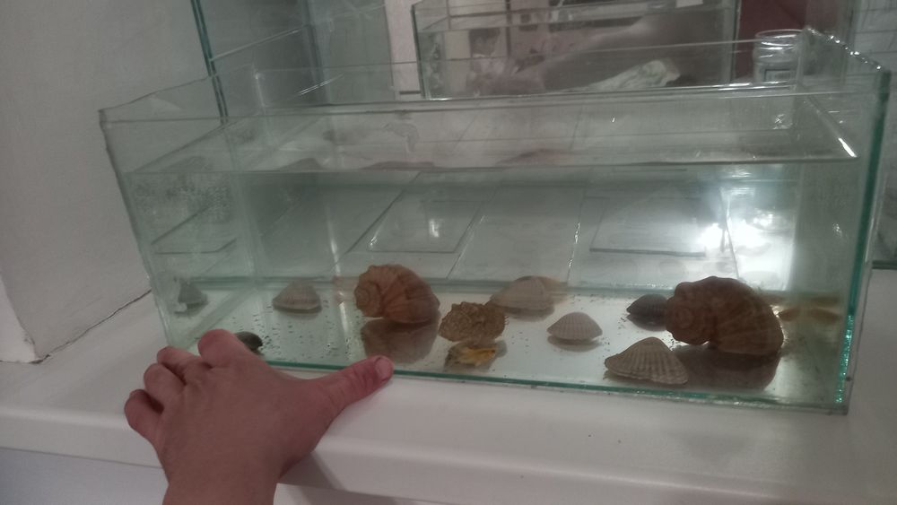 Аквариум аквариум