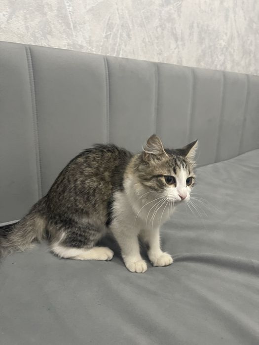 Отдам кошку бесплатно, в добрые руки