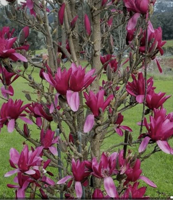 Магнолия карликовая джени