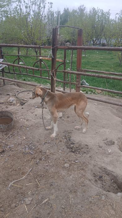 Тазы кушуктер сатлады