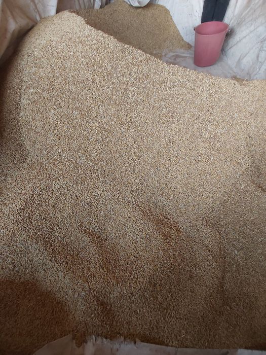 Vand ovaz si triticale recolta 2025