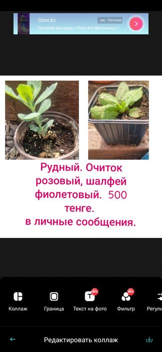 Цветы  и кустарники многолетние