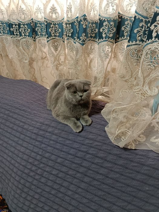 Skotish fold toza zot