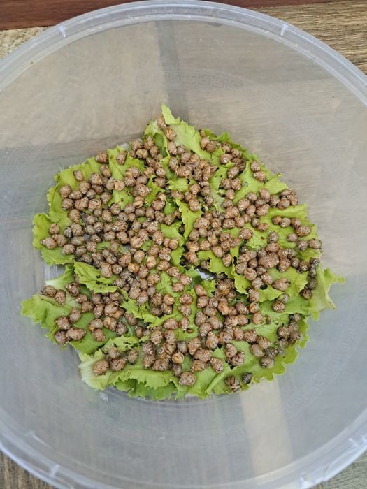 Ахатина стандарт балачалари