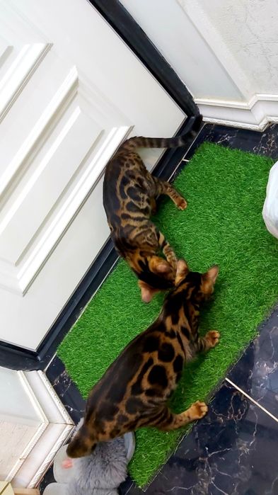 Редкие Бенгалы- шоу класс! Котята