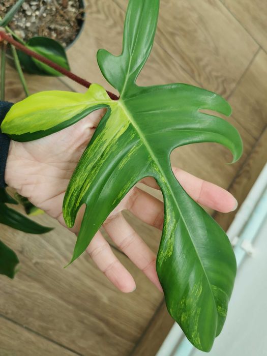 Philodendron Florida Beauty