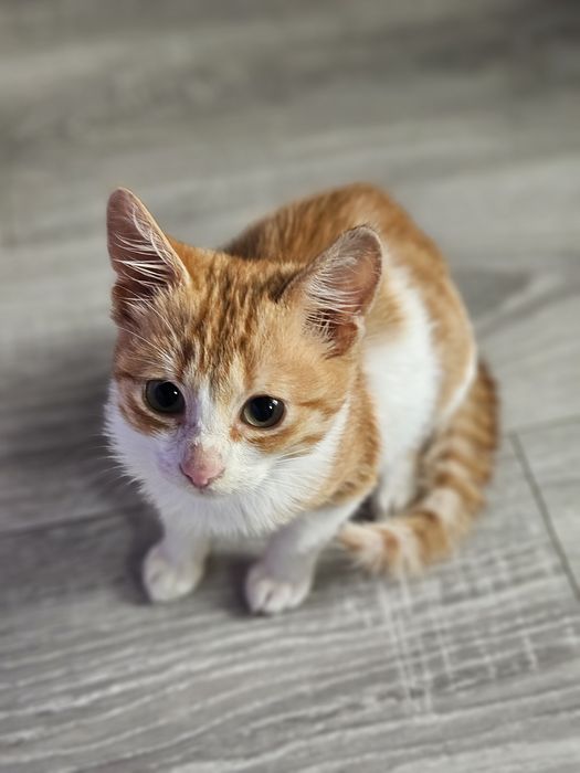 Kali, Simba si Vampi vor acasa