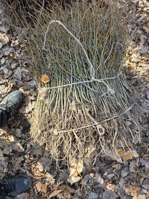 Puieții salcâm la preț bun