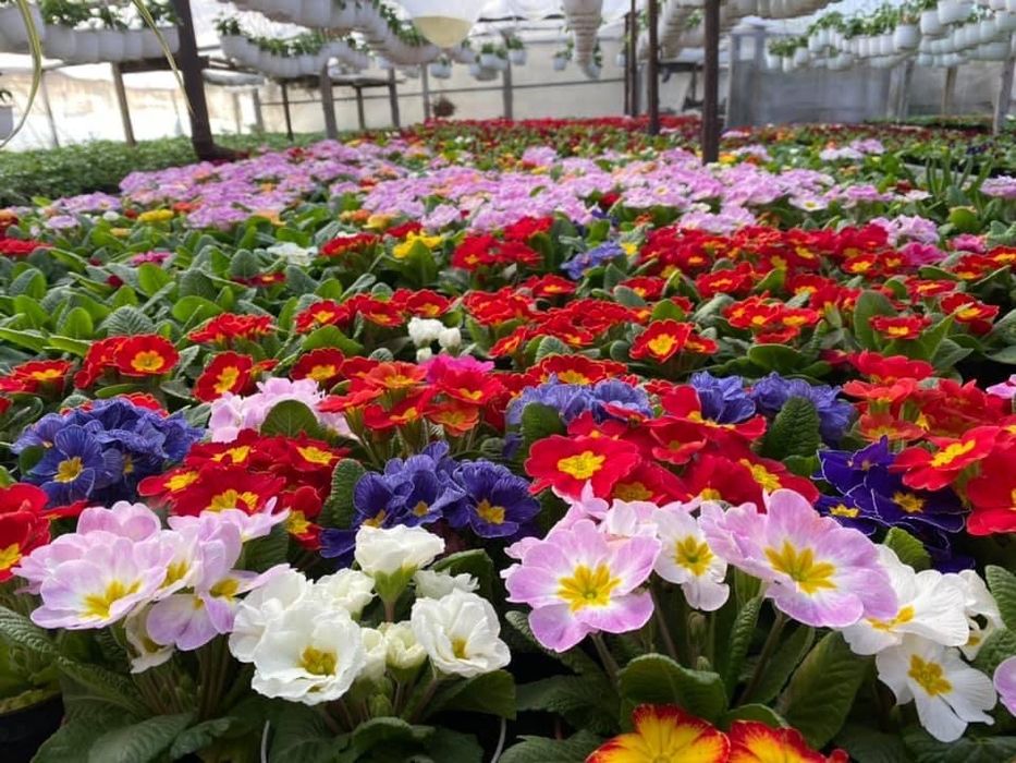 Crizantema en gross, Primule, zmbile și alte flori de vanzare