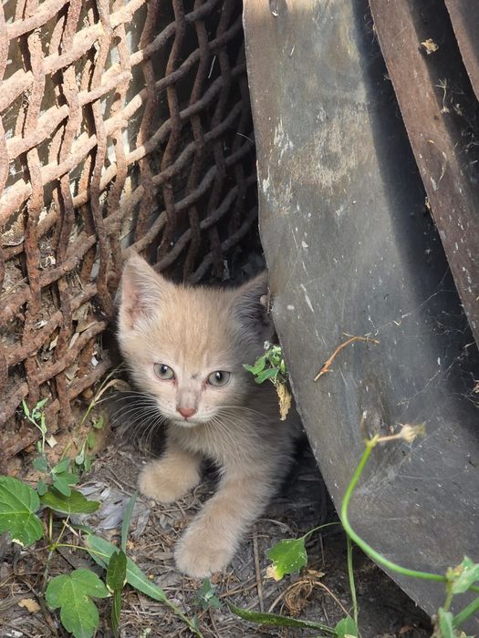 Котята без породистые