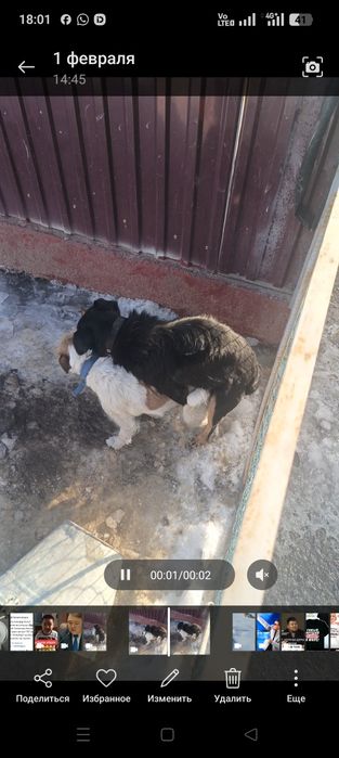 Фокстерьер+ягьдтерер