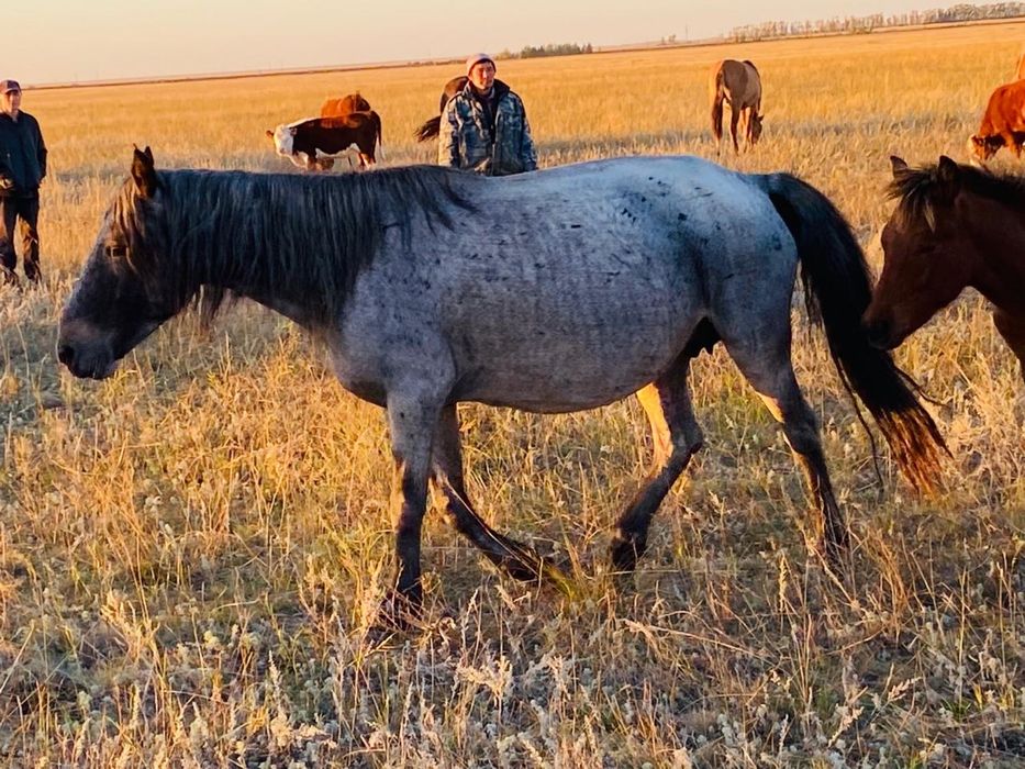 Жеребая Кобыла с Жеребенком Торг есть