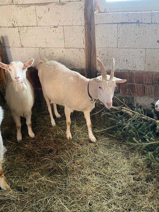 Vand o capra si o iada