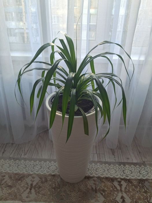 Пальма Панданус Продам