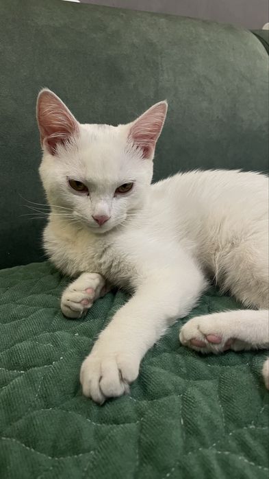 Котенок девочка ищет дом