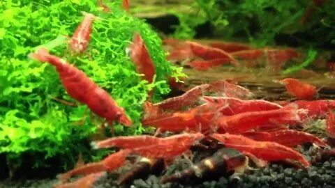 Креветки  красные