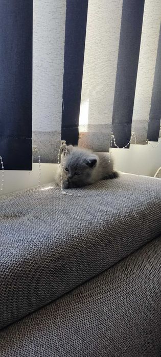 Котенца Британчета