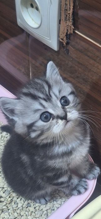 Котятки шотландские