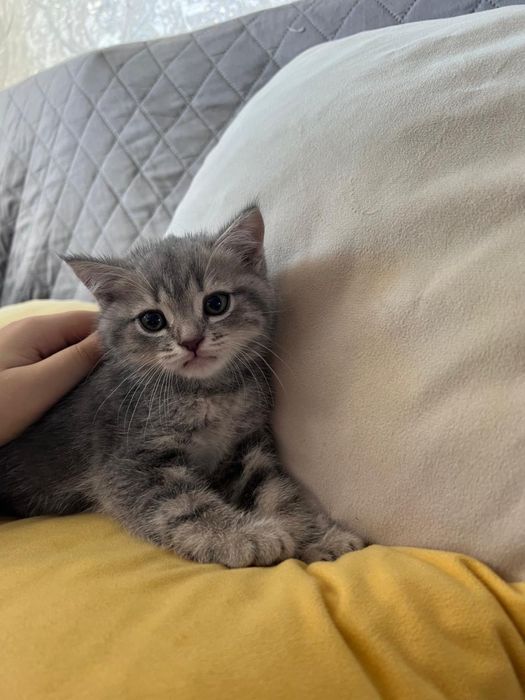 Продам шотландских котят