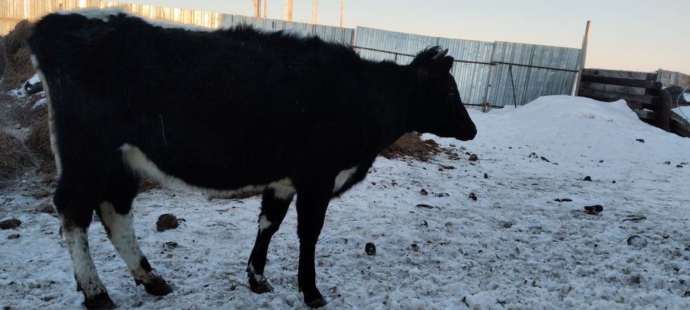 Продам.        Телку