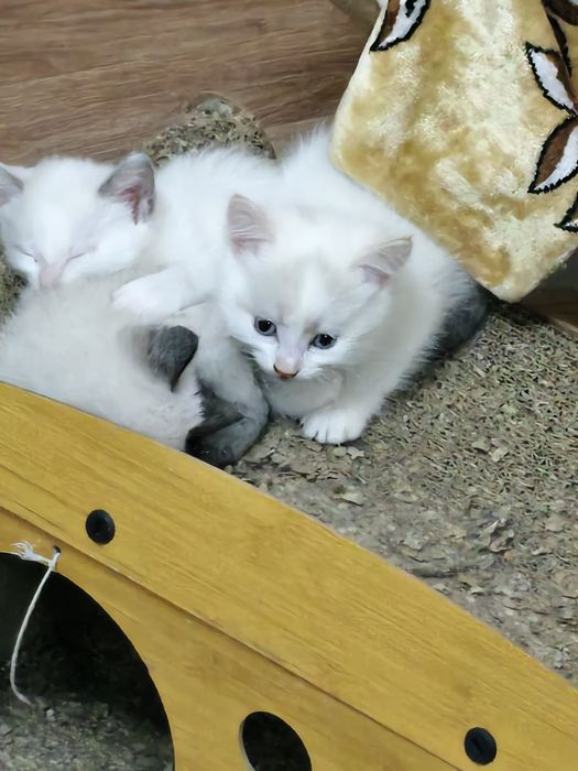 отдам котят ласковые