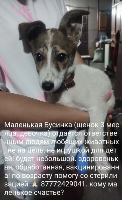 Щенок в добрые руки