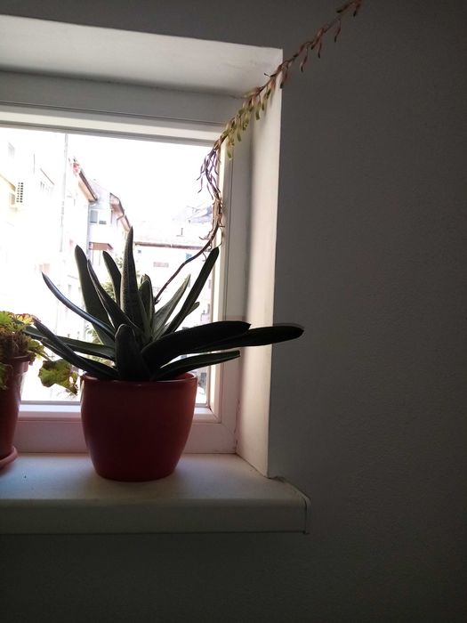 Vand o planta deosebita de Aloe Vera