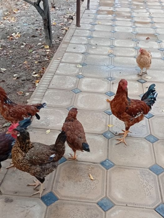 Tovuk hurozlar sotiladi