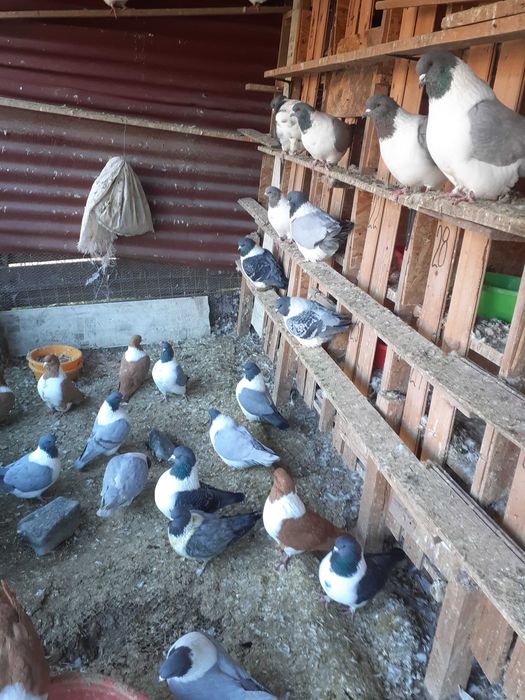 VAND Porumbei strasseri