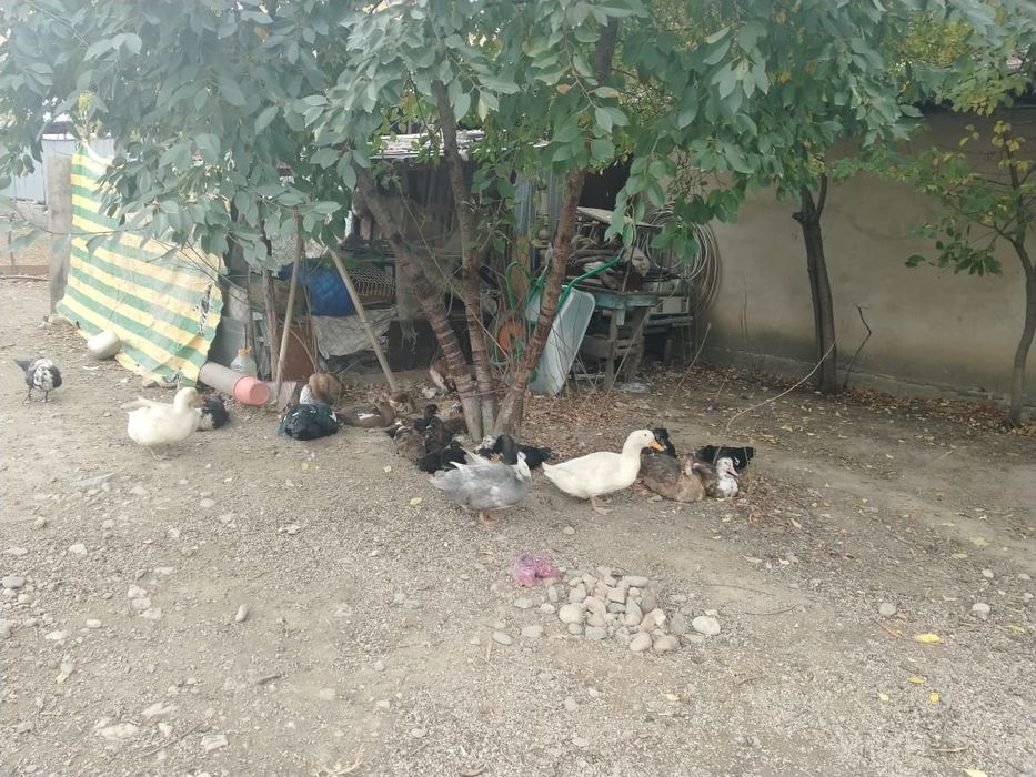 Срочно продам инда утка