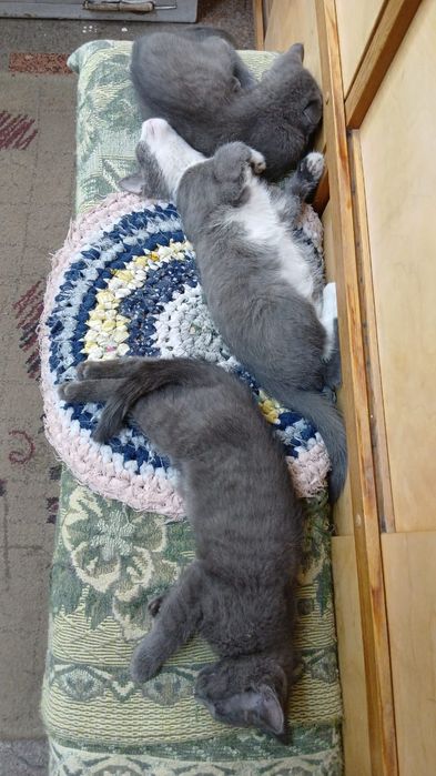 Ласковые котята в добрые руки!