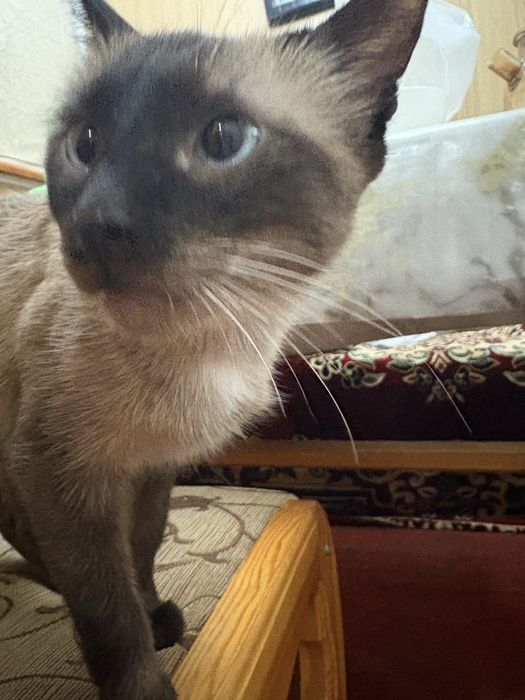 Продаётся Сиамская кошка