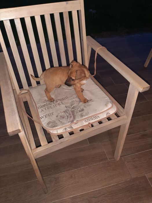 Търси се дом, пълен с любов!