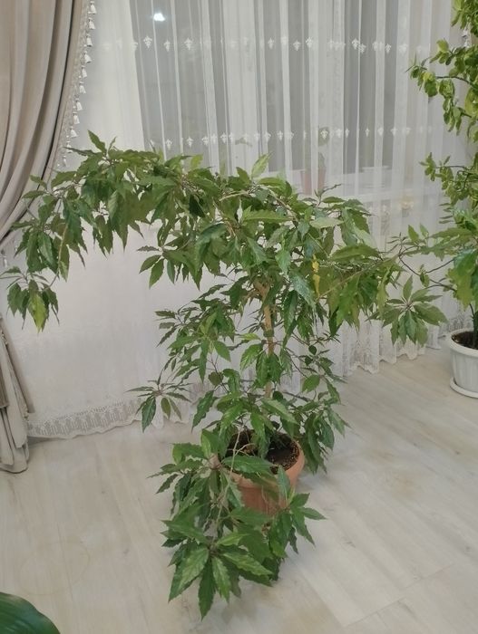 Продам комнатные цветы. гибискус цена 10000тн