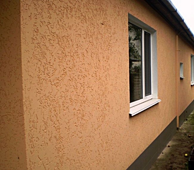 Как выглядит короед фото Как выглядит короед фото