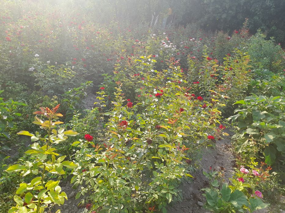 Atirgul kochatlari bor