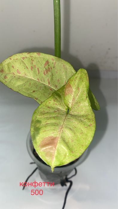 сингониумы