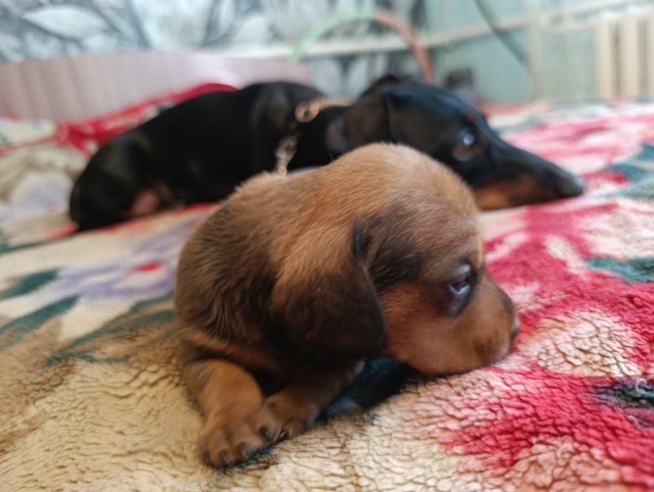 Продаю щенков Таксы