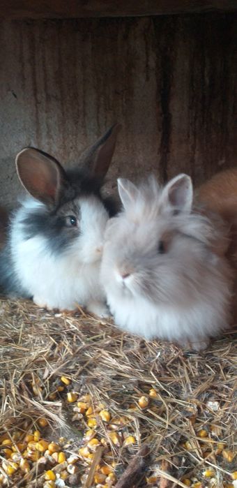 Puișori mici și mari