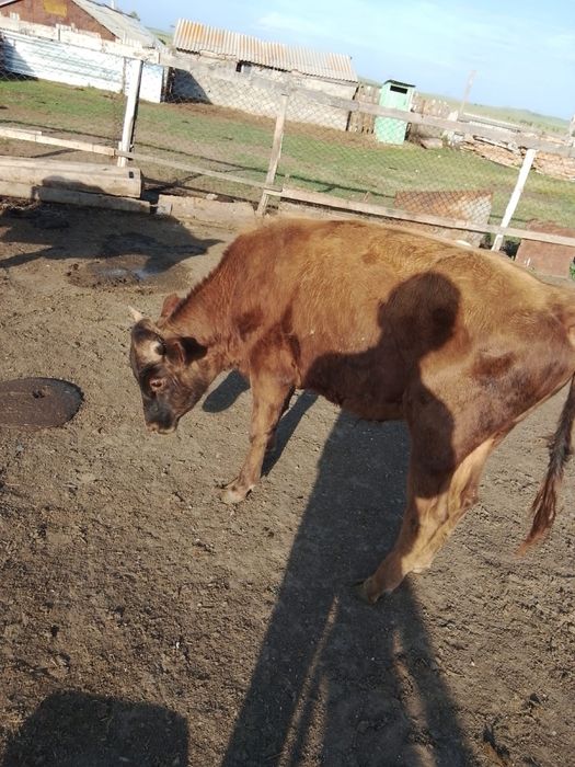 Продам быков. Не большой торг