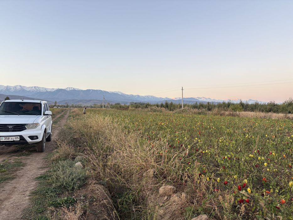 Продам поля с перцом