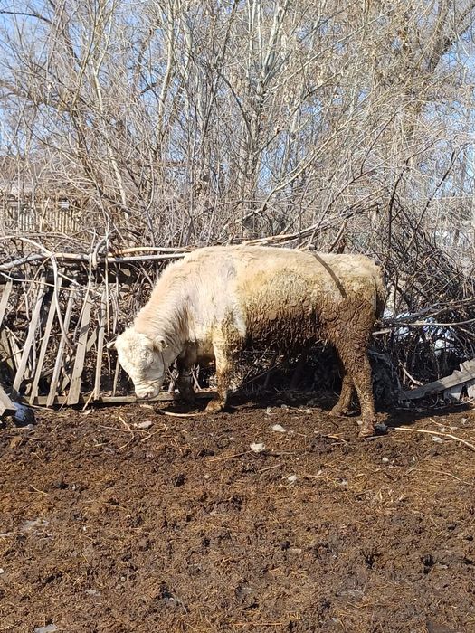 Бычки Коровы телки с откорма