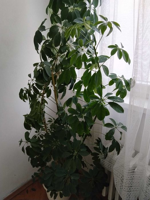 Шефлера - декоративно растение с височина 2 м