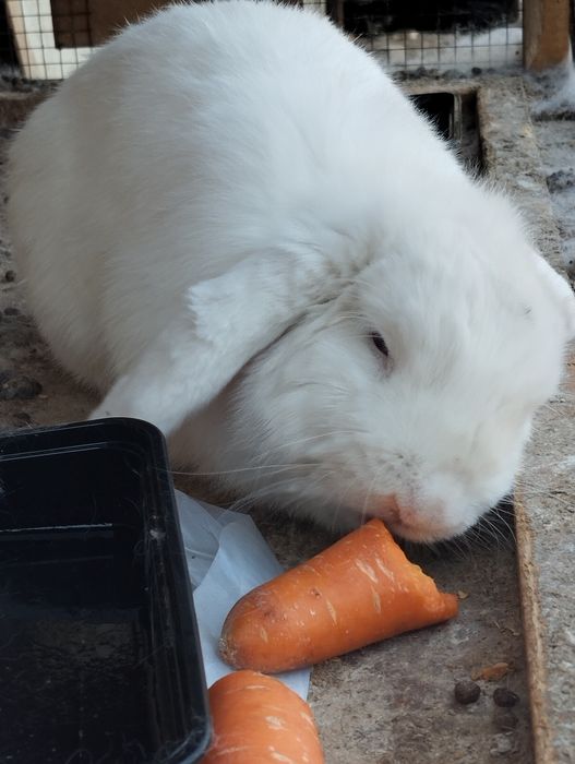 Jina Gerson va Beata porno filmda