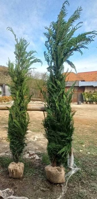 Leylandy cupressocyparis (tuia leylandii)
La o calitate superioara prețul este negociabil 
Livrare gratuita la domiciliu cu mașina personala 
Plata la