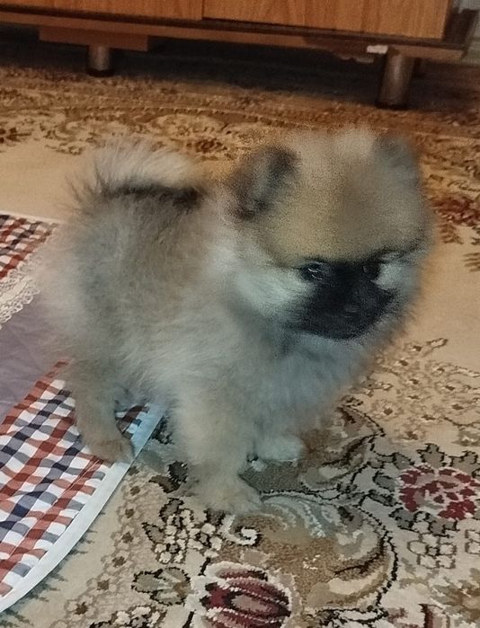 Мальчик померанского шпица