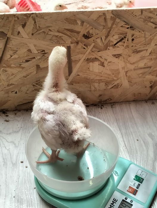 Цыплята бройлеры Росс 308