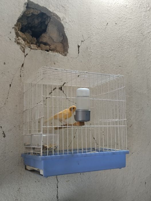 Xar xil turdagi qushlar sotiladi