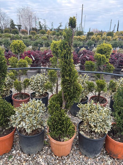 Mini spirale, pon pon , plante de gard viu , palmieri