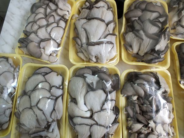 Гербы вешанки свежие